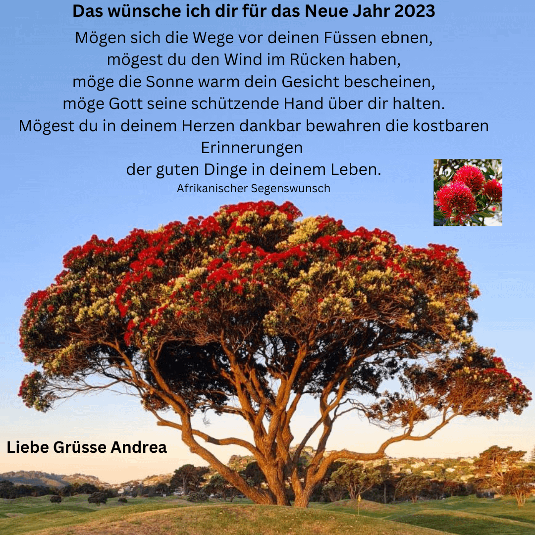 Read more about the article Pohutakawa (neuseeländischer Weihnachtsbaum)